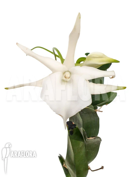 Orchid 'Angraecum Sesquipedale' 1 Orchid 'Angraecum Sesquipedale'