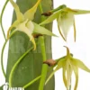 Orchid 'Angraecum Veitchii'