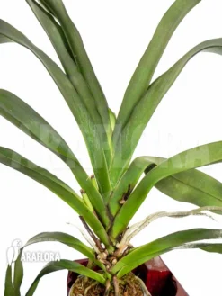 Orchid 'Angraecum Veitchii' -Green Haven Sales Store Angraecum veitchii 4