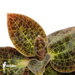 Juwel Orchid 'Anoectochilus Albolineatus'