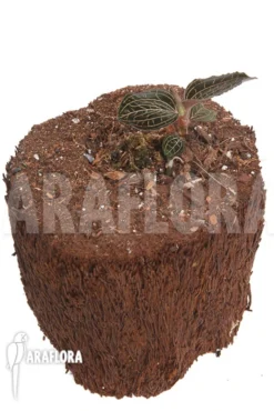 Orchid 'Anoectochilus Burmanicus' -Green Haven Sales Store Anoectochilus burmanicus 2