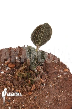 Orchid 'Anoectochilus Burmanicus' -Green Haven Sales Store Anoectochilus burmanicus 4