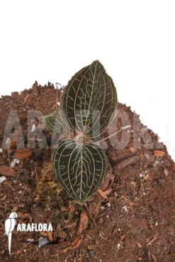 Orchid 'Anoectochilus Burmanicus' -Green Haven Sales Store Anoectochilus burmanicus 5