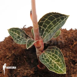 Orchid 'Anoectochilus Formosanus' -Green Haven Sales Store Anoectochilus formosanus 2