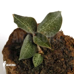 Orchid 'Anoectochilus Roxburghii'