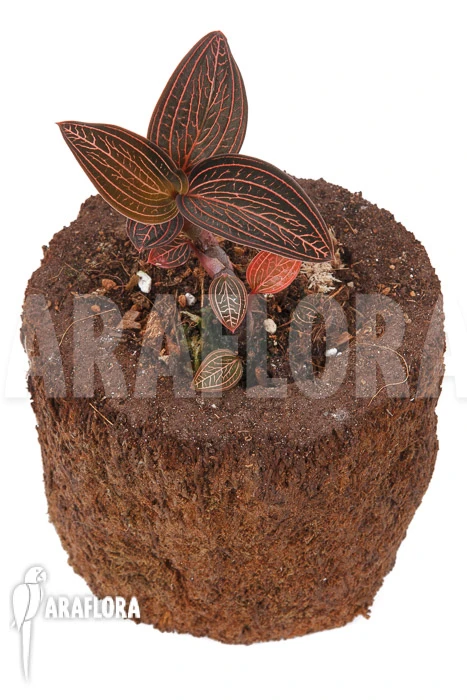 Orchid 'Anoectochilus Roxburghii X Ludisia Discolor (Spiderman)' 2 Orchid 'Anoectochilus Roxburghii X Ludisia Discolor (Spiderman)' - Image 2