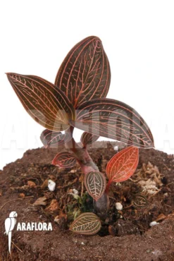 Orchid 'Anoectochilus Roxburghii X Ludisia Discolor (Spiderman)' 7 Orchid 'Anoectochilus Roxburghii X Ludisia Discolor (Spiderman)' -Green Haven Sales Store Anoectochilus roxburghii x Ludisia discolor 3