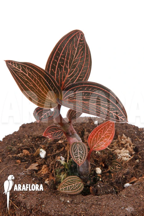 Orchid 'Anoectochilus Roxburghii X Ludisia Discolor (Spiderman)' 3 Orchid 'Anoectochilus Roxburghii X Ludisia Discolor (Spiderman)' - Image 3