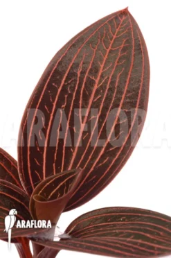 Orchid 'Anoectochilus Roxburghii X Ludisia Discolor (Spiderman)' 8 Orchid 'Anoectochilus Roxburghii X Ludisia Discolor (Spiderman)' -Green Haven Sales Store Anoectochilus roxburghii x Ludisia discolor 4