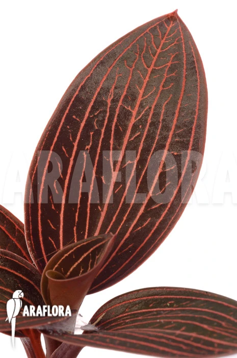 Orchid 'Anoectochilus Roxburghii X Ludisia Discolor (Spiderman)' 4 Orchid 'Anoectochilus Roxburghii X Ludisia Discolor (Spiderman)' - Image 4