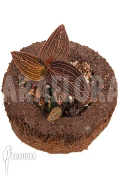 Orchid 'Anoectochilus Roxburghii X Ludisia Discolor (Spiderman)' 9 Orchid 'Anoectochilus Roxburghii X Ludisia Discolor (Spiderman)' -Green Haven Sales Store Anoectochilus roxburghii x Ludisia discolor 5