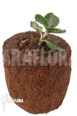 Orchid 'Anoectochilus Siamensis (white Center Pink Gold)' -Green Haven Sales Store Anoectochilus siamensis white center Pink Gold 2