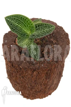 Orchid 'Anoectochilus Siamensis (white Center Pink Gold)' -Green Haven Sales Store Anoectochilus siamensis white center Pink Gold 3