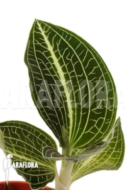 Orchid 'Anoectochilus Siamensis (white Center Pink Gold)' -Green Haven Sales Store Anoectochilus siamensis white center Pink Gold 4