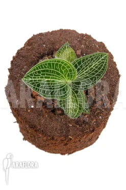 Orchid 'Anoectochilus Siamensis (white Center Pink Gold)' -Green Haven Sales Store Anoectochilus siamensis white center Pink Gold 5