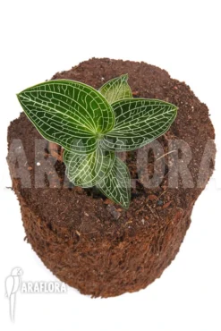 Orchid 'Anoectochilus Siamensis (white Center Pink Gold)' -Green Haven Sales Store Anoectochilus siamensis white center Pink Gold 6