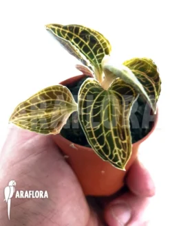 Orchid 'Anoectochilus Siamensis X Macodes Petola'