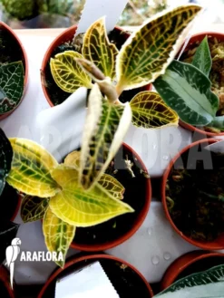 Orchid 'Anoectochilus Siamensis X Macodes Petola' -Green Haven Sales Store Anoectochilus siamensis x Macodes petola 3