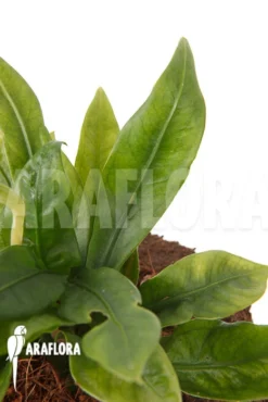 Anthurium Jungle Bush Dwarf (very Small) 'L' 'TypeB'