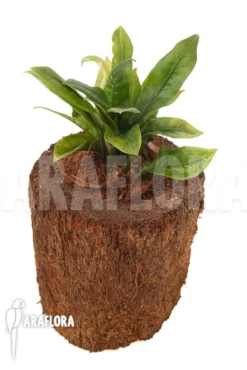 Anthurium Jungle Bush Dwarf (very Small) 'L' 'TypeB' -Green Haven Sales Store Anthurium Jungle Bush Dwarf TypeB 2