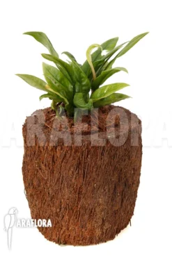 Anthurium Jungle Bush Dwarf (very Small) 'L' 'TypeB' -Green Haven Sales Store Anthurium Jungle Bush Dwarf TypeB 3