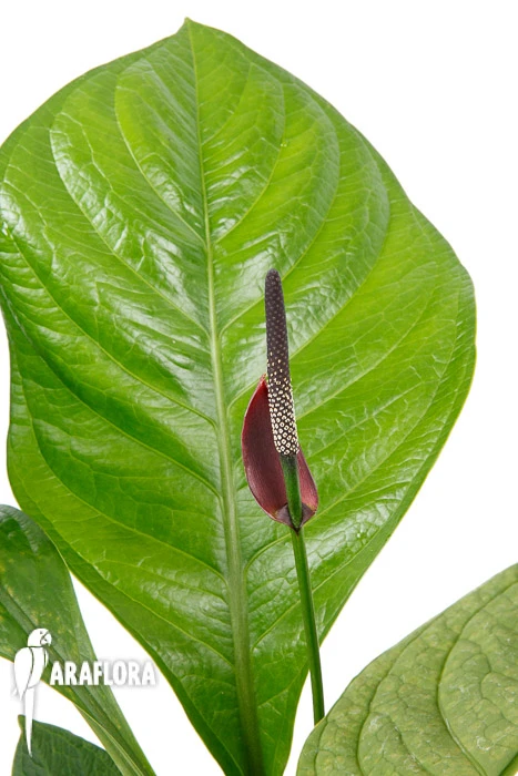 Anthurium 'Lovely Green' 1 Anthurium 'Lovely Green'
