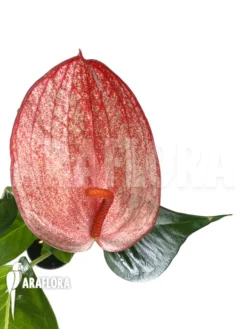 Anthurium 'Red 174'