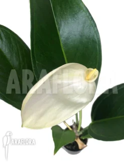 Anthurium 'White A13