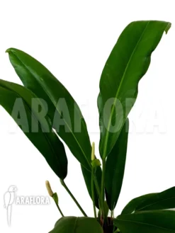 Anthurium Bakerii Type A03