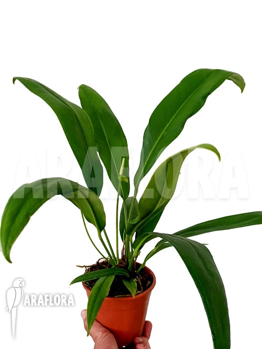 Anthurium Bakerii Type A03 3 Anthurium Bakerii Type A03 - Image 3