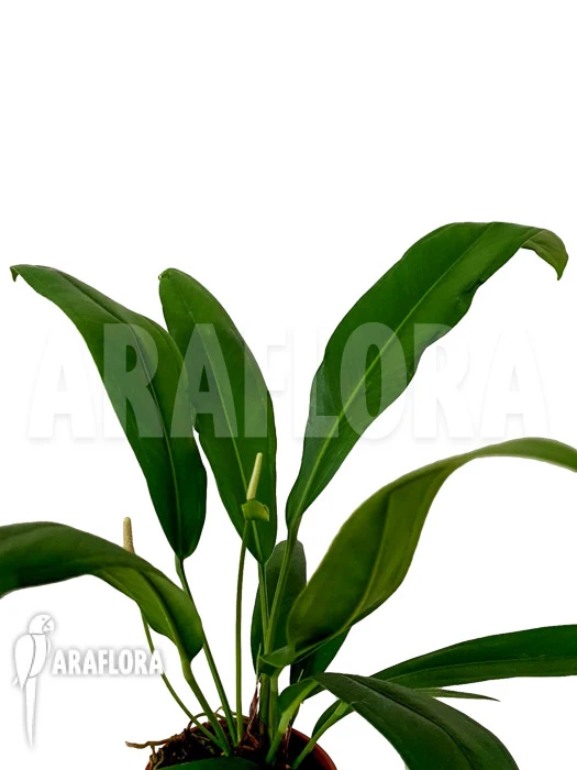 Anthurium Bakerii Type A03 2 Anthurium Bakerii Type A03 - Image 2