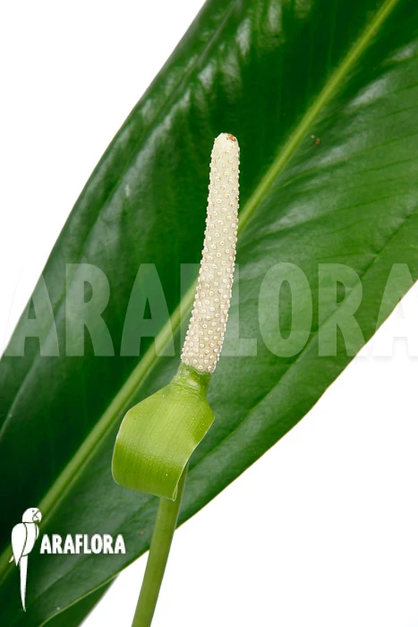 Anthurium Bakerii Type A03 4 Anthurium Bakerii Type A03 - Image 4