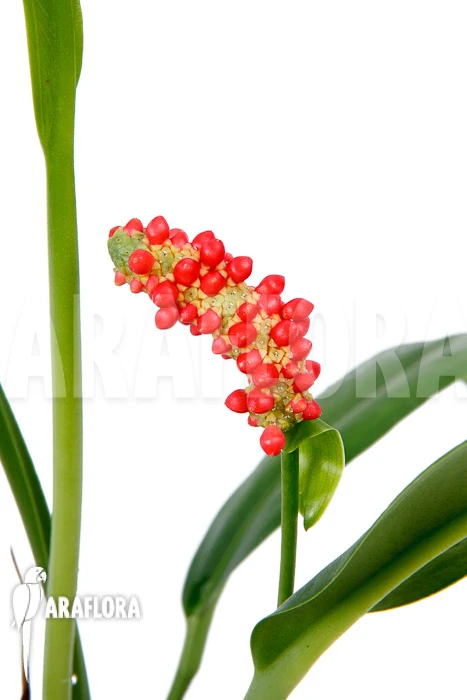 Anthurium Bakerii Type A03 5 Anthurium Bakerii Type A03 - Image 5