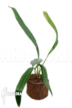 Anthurium Bakkeri “M” -Green Haven Sales Store Anthurium bakkeri M 2