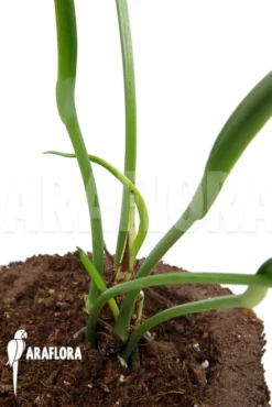 Anthurium Bakkeri “M” -Green Haven Sales Store Anthurium bakkeri M 4