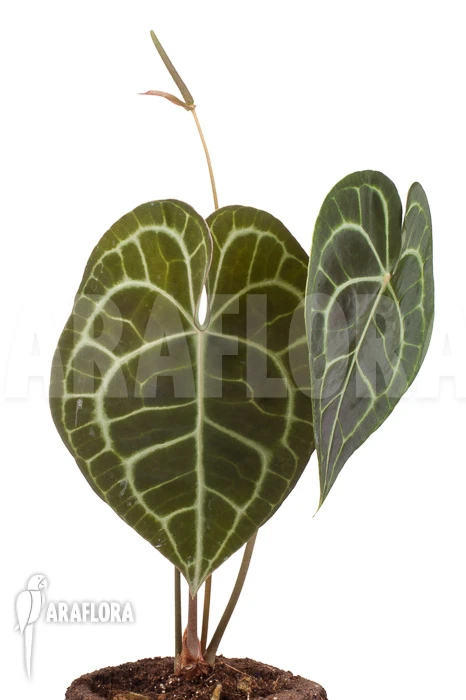 Anthurium Clarinervium XL 1 Anthurium Clarinervium XL