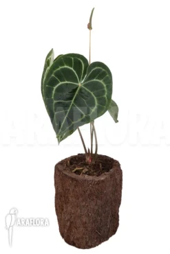 Anthurium Clarinervium XL 5 Anthurium Clarinervium XL -Green Haven Sales Store Anthurium clarinervium XL 2