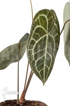 Anthurium Clarinervium XL 6 Anthurium Clarinervium XL -Green Haven Sales Store Anthurium clarinervium XL 3