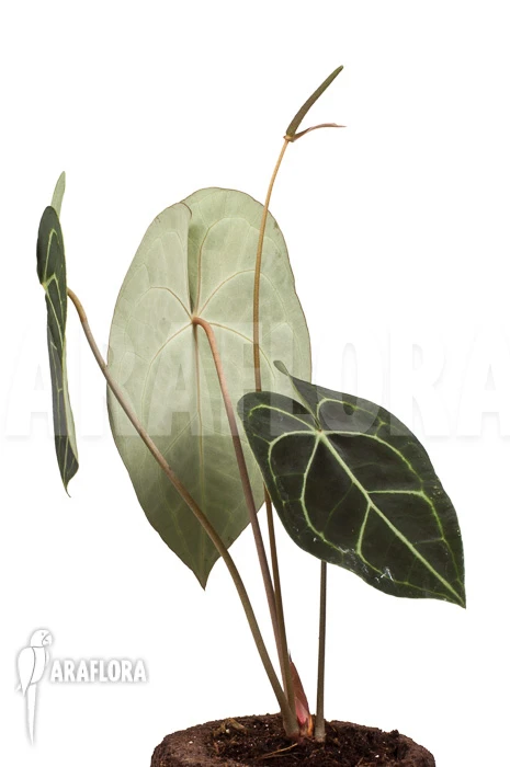 Anthurium Clarinervium XL 4 Anthurium Clarinervium XL - Image 4