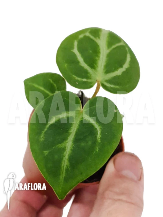 Anthurium Crystallinum 'silver Blush' 1 Anthurium Crystallinum 'silver Blush'