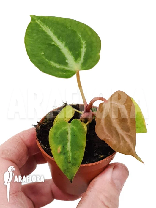 Anthurium Crystallinum 'silver Blush' 4 Anthurium Crystallinum 'silver Blush' - Image 4