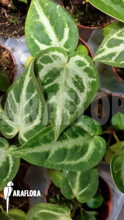 Anthurium Crystallinum 'silver Blush' 2 Anthurium Crystallinum 'silver Blush' - Image 2