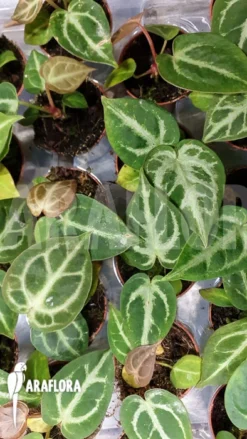 Anthurium Crystallinum 'silver Blush' 6 Anthurium Crystallinum 'silver Blush' -Green Haven Sales Store Anthurium crystallinum silver blush 4