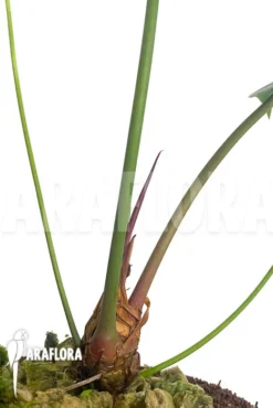 Anthurium Decipiens -Green Haven Sales Store Anthurium decipiens 5