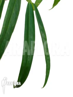 Anthurium Friedrichsthalii -Green Haven Sales Store Anthurium friedrichsthalii 3