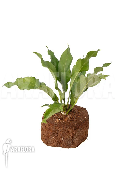 Anthurium Hookerii 2 Anthurium Hookerii - Image 2