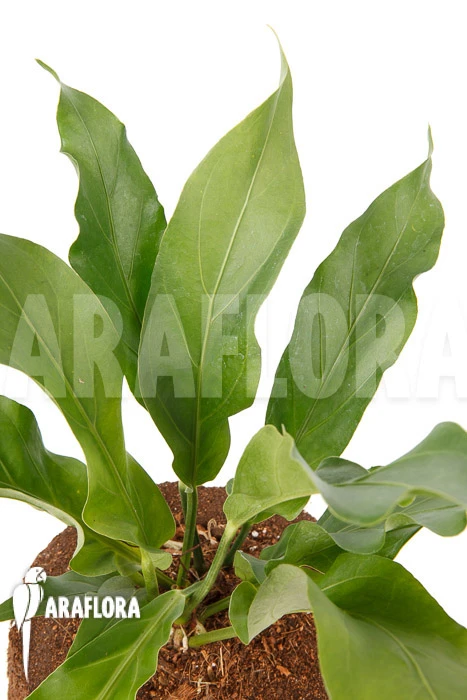 Anthurium Hookerii 3 Anthurium Hookerii - Image 3