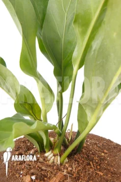 Anthurium Hookerii 8 Anthurium Hookerii -Green Haven Sales Store Anthurium hookerii 4
