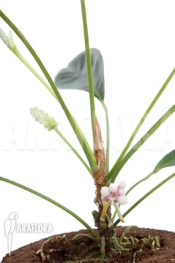 Anthurium Obtusum -Green Haven Sales Store Anthurium obtusum 10