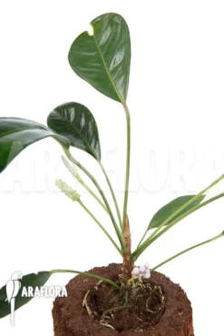 Anthurium Obtusum -Green Haven Sales Store Anthurium obtusum 12